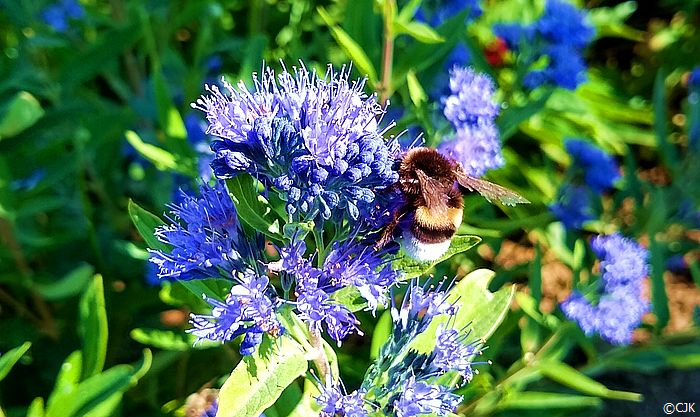 Bild "Home:Hummel23.jpg"