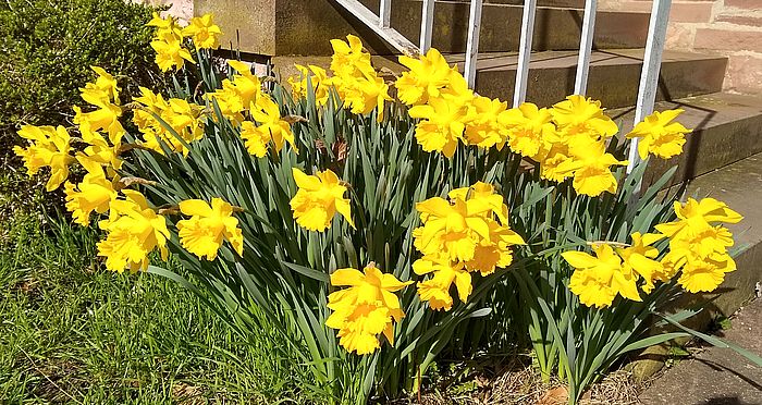 Bild "Home:Narziss.jpg"