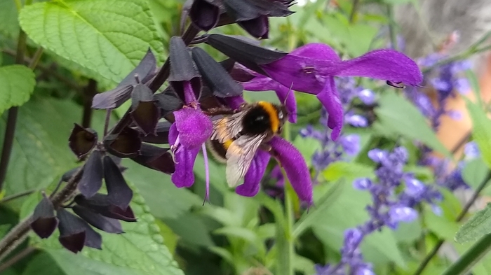 Bild "Home:hummel2.jpg"