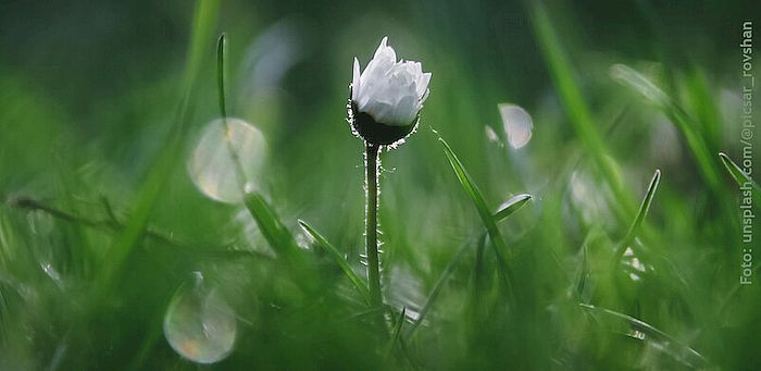 Bild "Home:jubilate.jpg"