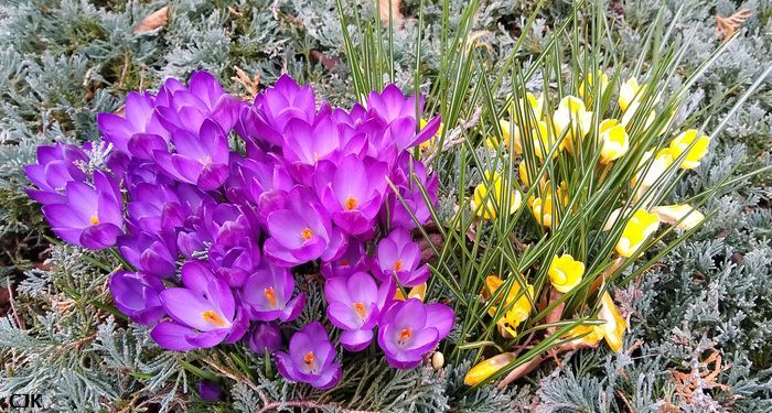 Bild "Home:krokus.jpg"